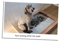 Fern-Our-Weimaraner-Looking-At-Pups