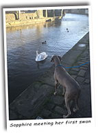 Our-Weimaraner-Saphy-Meeting-A-Swan