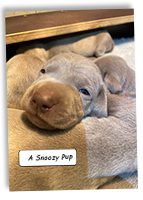 A-Snoozy-Weimaraner-Pup