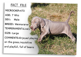 Weimaraner-Puppy-Profile-Microchip-No-437