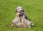 Two-Weimaraner-Pups-Playing
