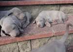 Sleeping-Weimaraner-Pups