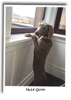 Weimaraner-Quinn-Looking-Out-Of-The-Window