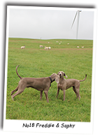 Brother-and-Sister-Weimaraners