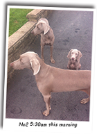 Two-Weimaraners-and-a-Pup