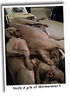 A-Pile-Of-Weimaraners