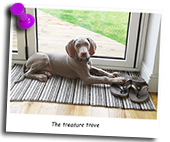 Weimaraner-Henry-With-Slippers