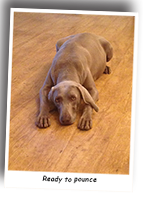 A-Weimaraner-Ready-To-Pounce