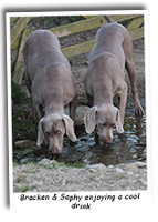 Two-Weimaraners-Drinking-From-A-Stream