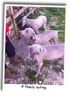 Our-Weimaraner-Family