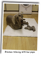 A-Weimaraner-Relaxing-With-Her-Pups