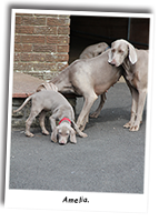 Weimaraner-Enjager-Amelia-With-Mum-And -Aunty