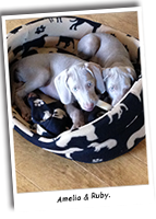 Two-Weimaraner-Pups-Amelia-And-Ruby