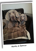 Wesley-And-Spencer-Two-Happy-Weimaraners