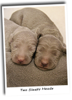 Two-Sleepy-Weimaraner-Pups