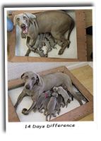 How-The-Puppies-Have-Grown-In-14-Days