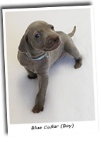 Weimaraner-Puppy-Blue-Collar