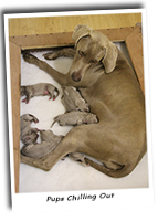 Weimaraner-Puppies-Chilling-Out