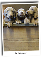 Greeted-By-Weimaraner-Puppies