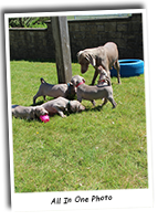 5-Weimaraner-Puppies-And-Mother-In-One-Photo