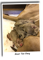 The-Weimaraner-Puppies-Hudled-Up