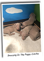 Snoozing-In-The-Puppy-Creche