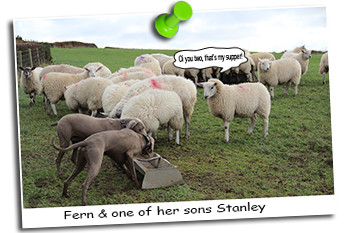 Fern-And Stanley
