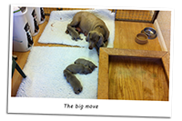Moving-Weimaraners-To-Clean