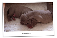 Weimaraner-Puppy -Love