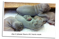 Puppy-Weimaraner-at-The-Bottom-of-The-Pile