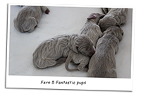 Ferns-Weimaraner-Pups