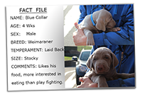 Puppy-Profile-Blue