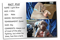 Puppy-Profile-Light-Blue