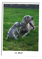 Our-Weimaraner-Fern-And-Pup
