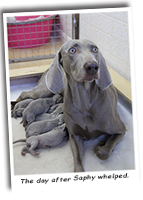 Sapphire-And-Her-Puppy-Weimaraners