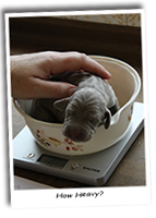 Weighing-A-Weimaraner-Puppy