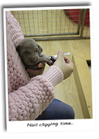Weimaraner-Puppies-Getting-Their-Nails-Clipped