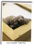 Weimaraner-Puppies-Huddling-Together-To_Keep-Warm