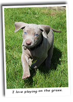 Sapphires-Puppies-Playing-On-Grass