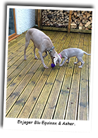 Two-Weimaraners-Blu-And-Asher
