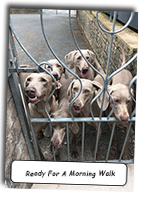 Group-Photo-Weimaraners-Ready-For-A-Walk