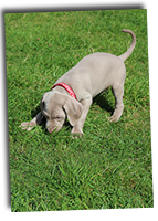Ambers-Red-Collar-Puppy