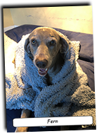 Fern-Snuggling-In-Her-Blanket