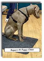 15-Rupert-At-Puppy-Class-2020