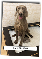 Ice-with-Her-Pups-2020