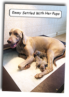 2020-63-Emmy-Settled-With-Her-Pups