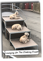 2020-69-Weimaraners-Lounging-On-The-Climbing-Frame