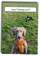 Weimaraner-Luna-Training-Collie-Lyra