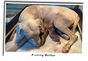 A-Loving-Weimaraner-Mother-With-Her-Puppies