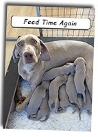 Puppy-Feed-Time-Again